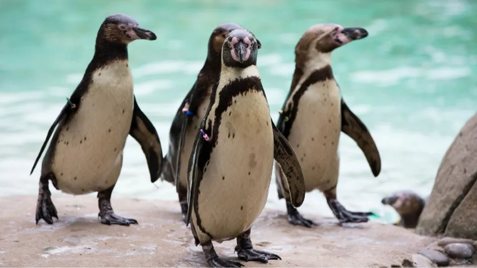 London Zoo: Entry Ticket - Image 1
